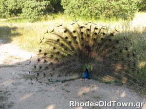 Filerimos Beautiful Peacock with open feathers