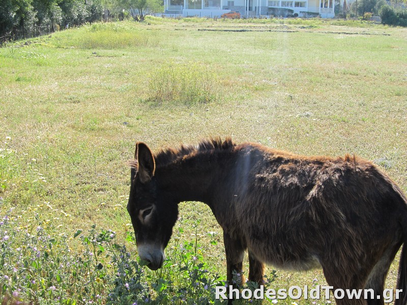 Few donkeys in sight